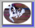Hidden Acres Jack Russell Terriers